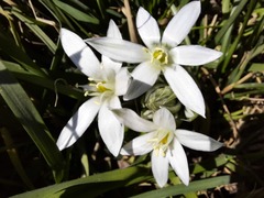 Ornithogalum sintenisii