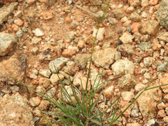 Coenoptychus pulcher