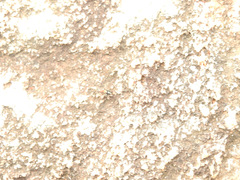 Coenoptychus pulcher