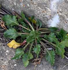 Beta vulgaris