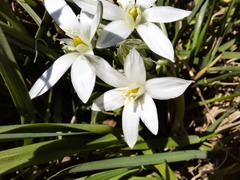 Ornithogalum sintenisii