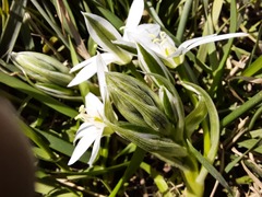 Ornithogalum sintenisii