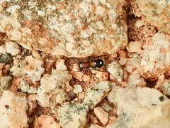 Coenoptychus pulcher