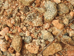 Coenoptychus pulcher