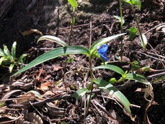 Commelina lanceolata