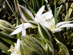 Ornithogalum sintenisii