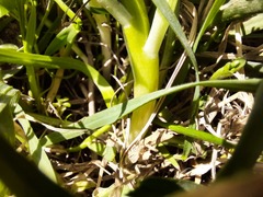 Ornithogalum sintenisii