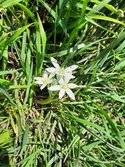 Ornithogalum sintenisii