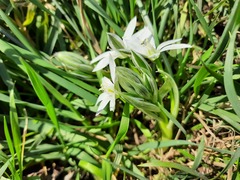Ornithogalum sintenisii