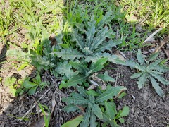 Cirsium arvense