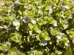 Veronica hederifolia