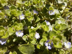 Veronica hederifolia
