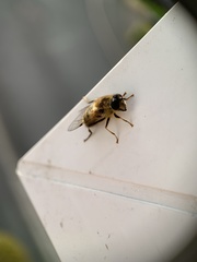 Eristalis pertinax