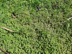 Veronica hederifolia