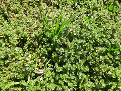 Veronica hederifolia