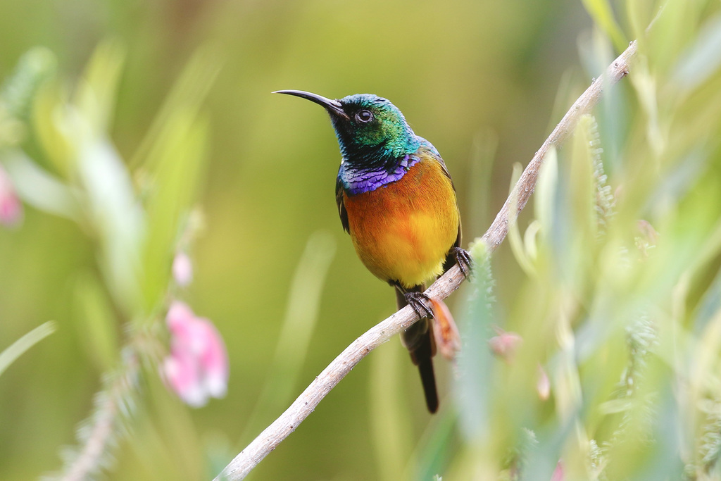 Orange-Breasted Sunbird