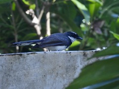 Rhipidura nigritorquis