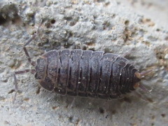 Koreoniscus racovitzai