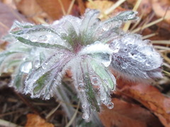 Pulsatilla cernua