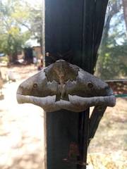 Gonimbrasia zambesina