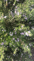 Westringia fruticosa