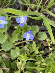 Veronica persica