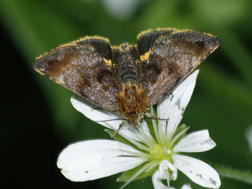 Small Yellow Underwing, photo 3 of 10