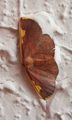 Nothomiza flavicosta