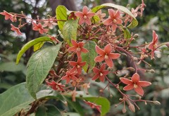 Sterculia lanceolata