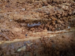Ooperipatellus