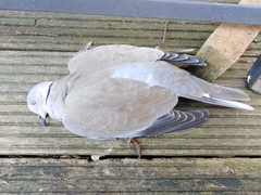 Streptopelia decaocto