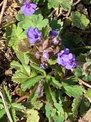 Glechoma hederacea