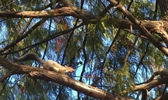 Sciurus carolinensis