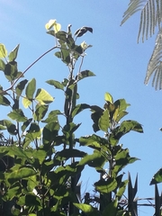 Philothamnus natalensis