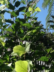 Philothamnus natalensis