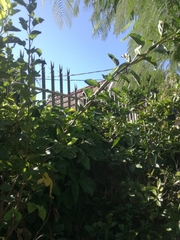 Philothamnus natalensis