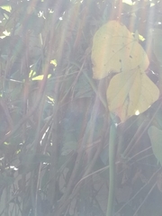 Philothamnus natalensis