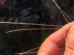 Digitaria breviglumis