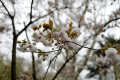 Cerasus