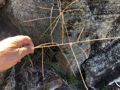 Digitaria breviglumis