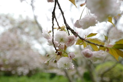 Cerasus