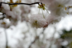Cerasus