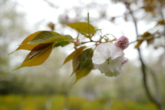 Cerasus