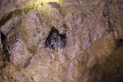 Myotis sibiricus