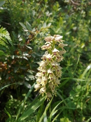 Orchis galilaea