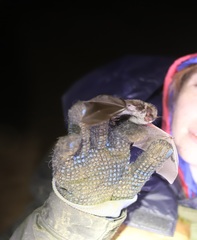Myotis dasycneme