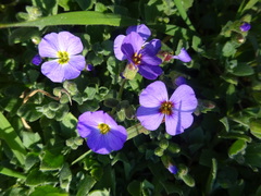 Aubrieta deltoidea