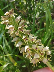Orchis galilaea