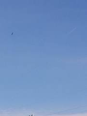 Haliaeetus albicilla