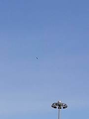 Haliaeetus albicilla